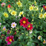 Georgina весели момчета - лесен начин за украса на всеки парцел...